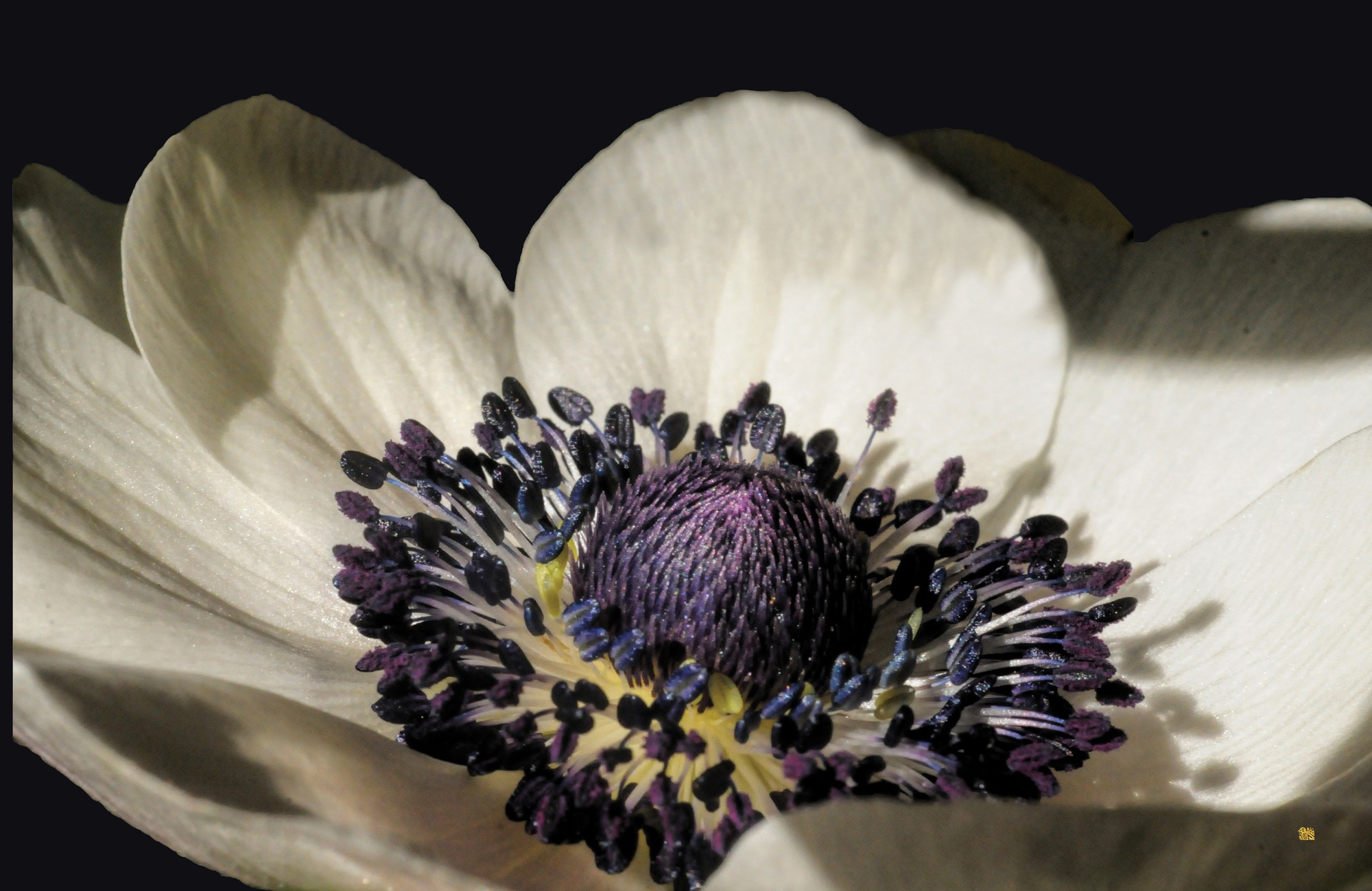 A white anemone with a deep inky-navy center — the flower that inspired the collection